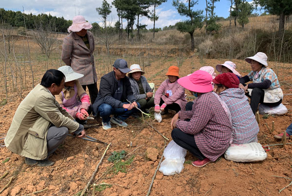 蠶桑站技術(shù)人員給桑農(nóng)講解如何嫁接新枝條。