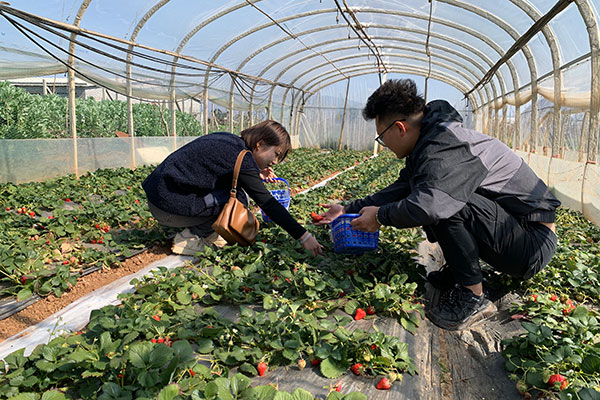 游客在盤新社區(qū)紅草莓開心樂園內(nèi)采摘草莓。