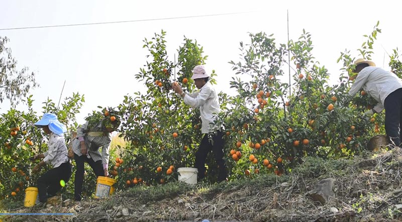 沃柑種植基地內(nèi)，務(wù)工人員正在忙活。南華縣融媒體中心供圖