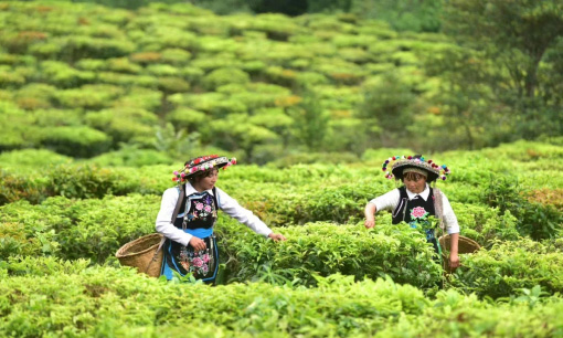 村民正在采茶。