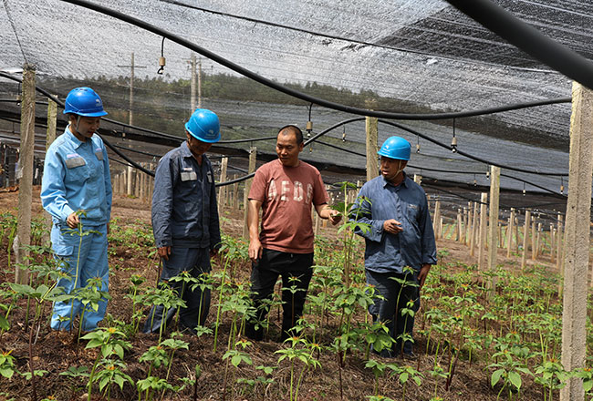 電力工人在重樓種植點(diǎn)了解澆灌用電需求。杜明彥攝