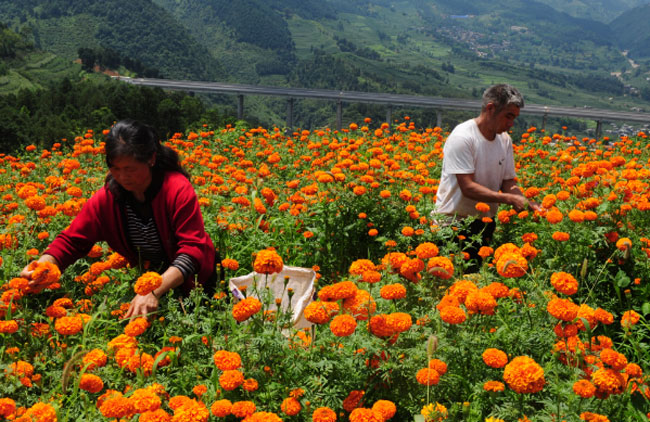 群眾采摘萬壽菊。