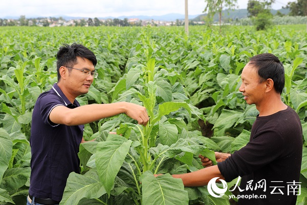 技術(shù)員在指導(dǎo)李星光（右）管理煙田。張靜梅攝