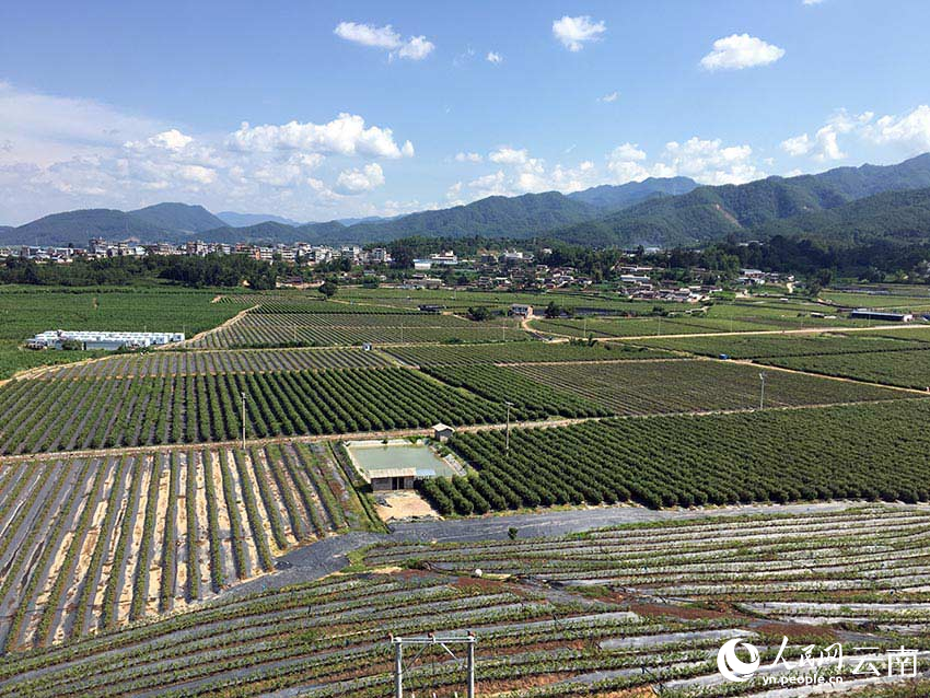 藍(lán)莓基地--人民網(wǎng)記者-程浩攝