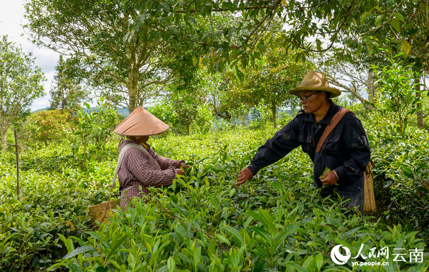 茶農(nóng)正在采摘茶葉。人民網(wǎng) 曾智慧攝