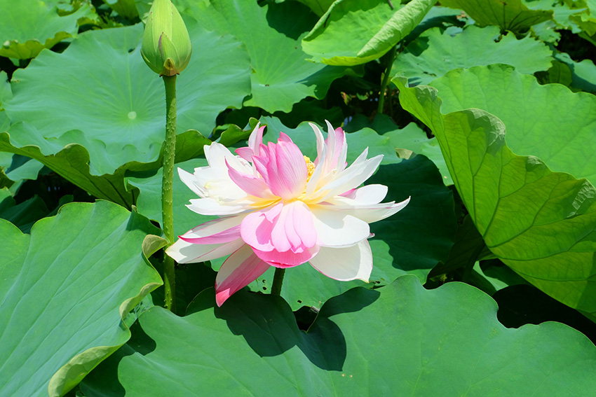 珍稀荷花“大灑錦”花開盛夏。丘北縣融媒體中心供圖