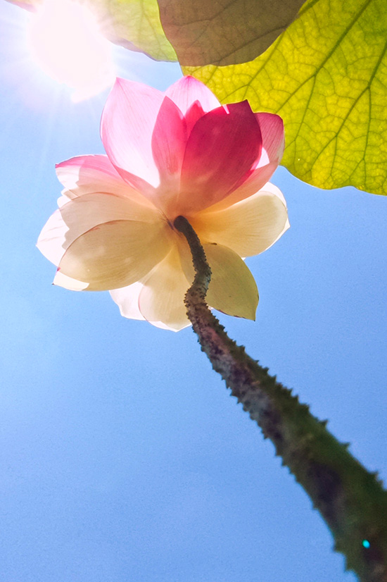 珍稀荷花“大灑錦”花開盛夏。丘北縣融媒體中心供圖