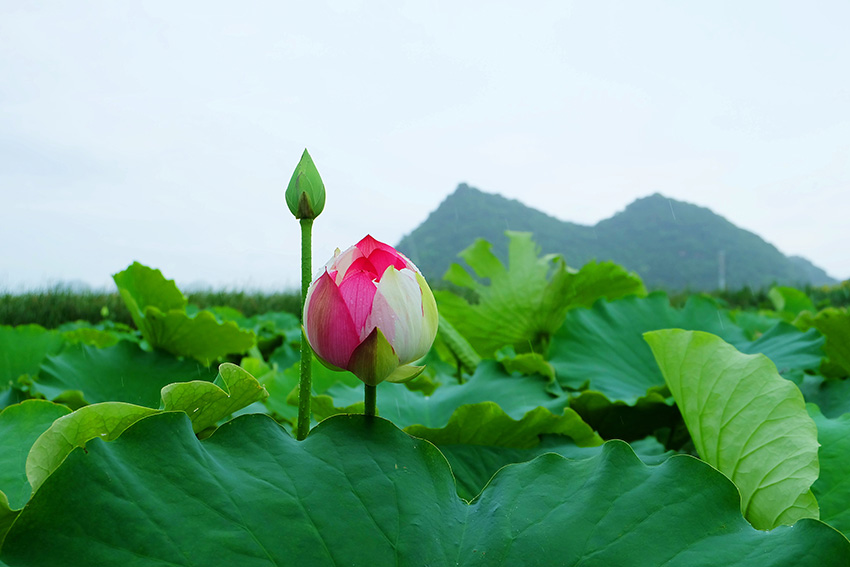 珍稀荷花“大灑錦”花開盛夏。丘北縣融媒體中心供圖