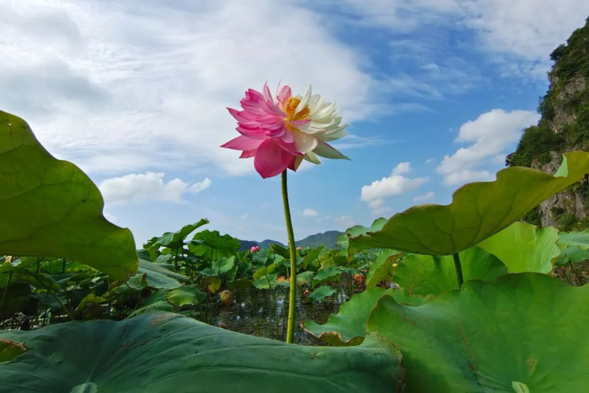 珍稀荷花“大灑錦”花開盛夏。丘北縣融媒體中心供圖