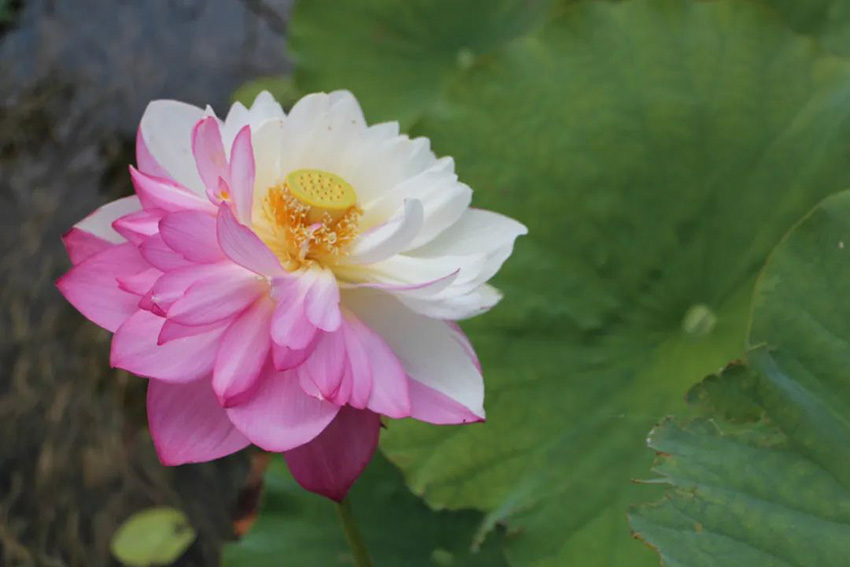 珍稀荷花“大灑錦”花開盛夏。丘北縣融媒體中心供圖