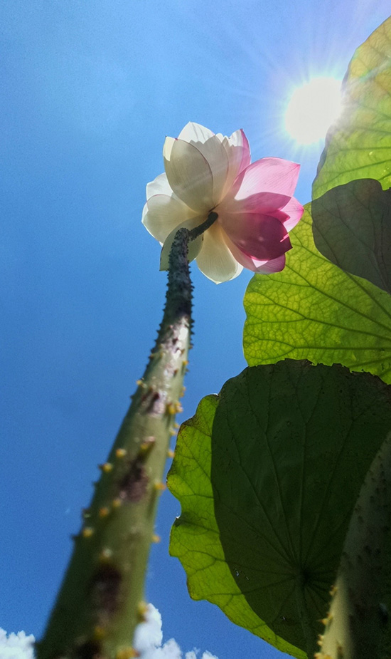 珍稀荷花“大灑錦”花開盛夏。丘北縣融媒體中心供圖