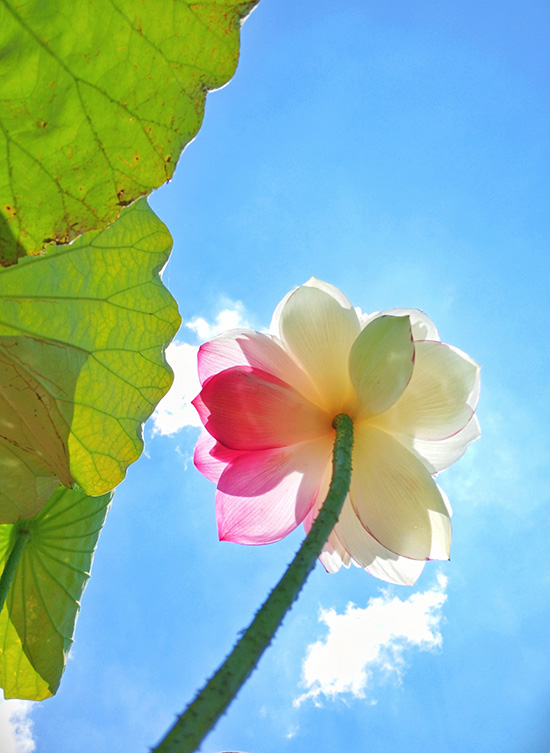 珍稀荷花“大灑錦”花開盛夏。丘北縣融媒體中心供圖