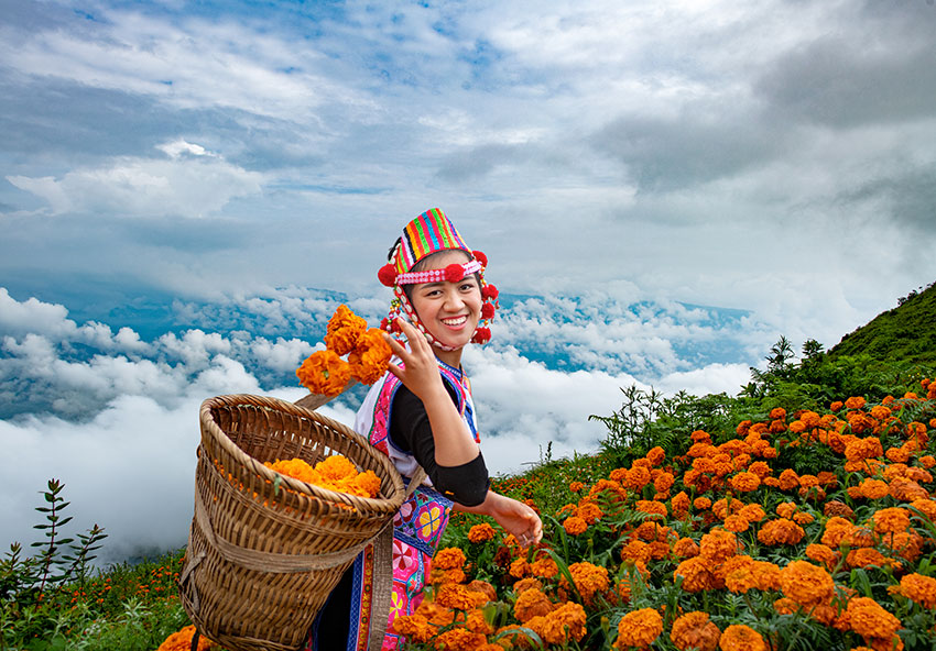 丘北縣舍得鄉(xiāng)群眾在采摘萬(wàn)壽菊。文山州委宣傳部供圖