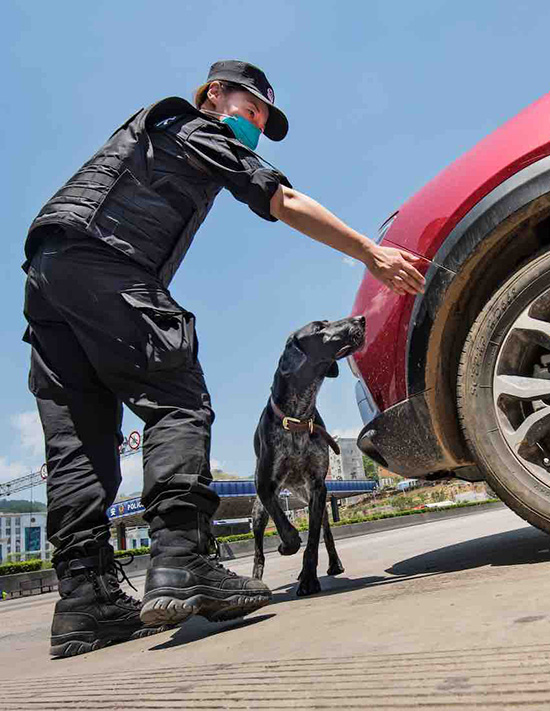 檢查站的警犬執(zhí)勤中。?富寧公安檢查站供圖