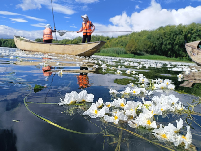 洱海海菜花連片開放。大理州委宣傳部供圖