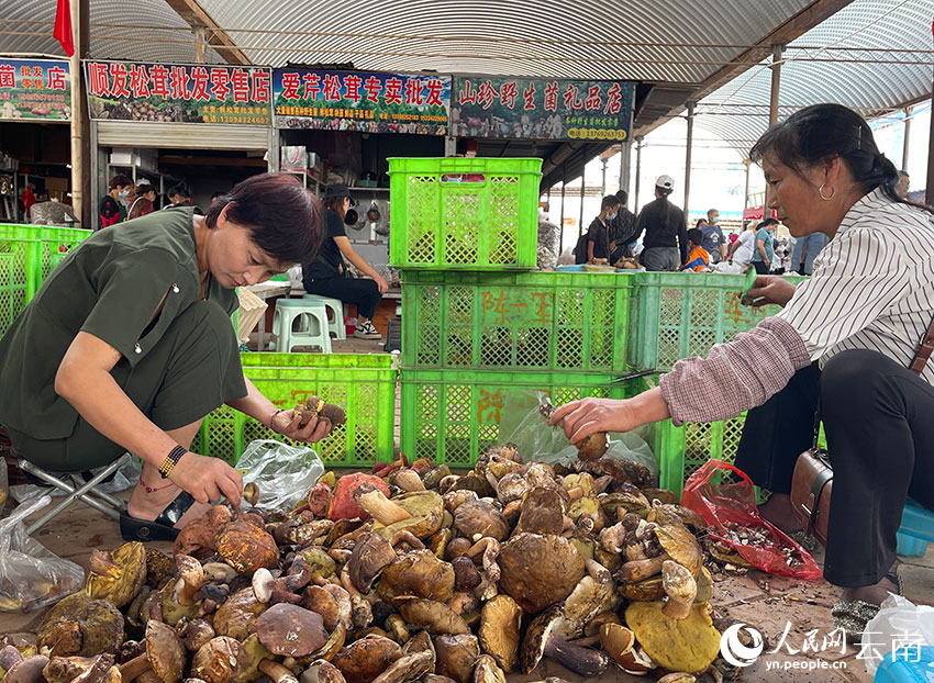 商販正在分揀野生菌。人民網(wǎng)記者 程浩攝