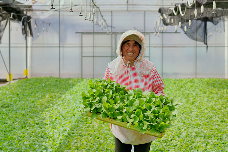 朱長瓊在育苗工場幫忙育苗。張靜梅攝