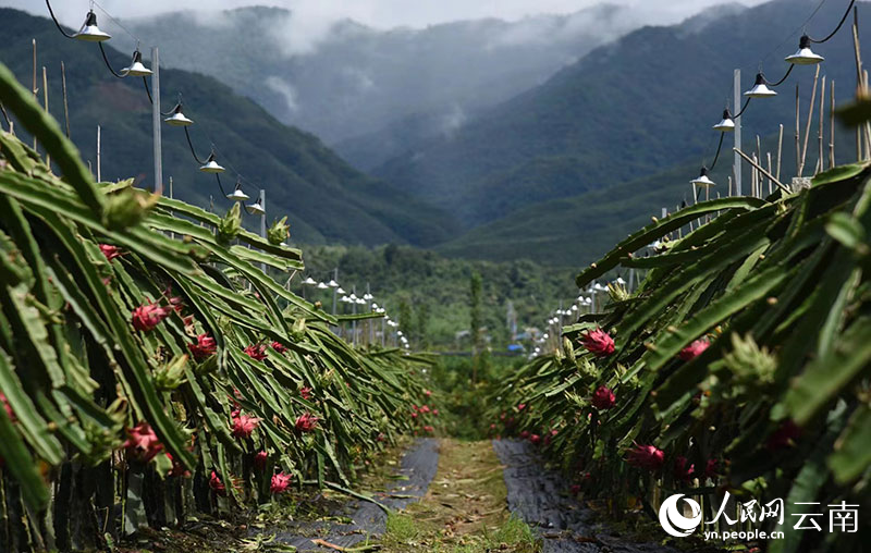 龍利村的火龍果種植基地。