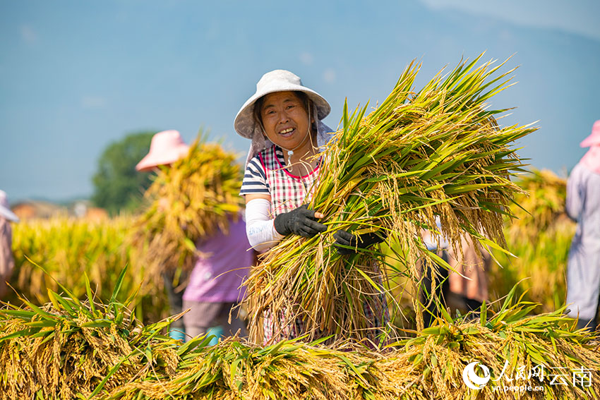 村民正在收割水稻。人民網(wǎng) 虎遵會(huì)攝