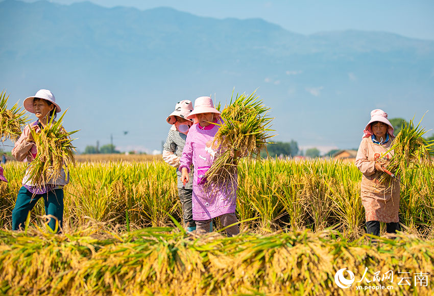 村民正在收割水稻。人民網(wǎng) 虎遵會(huì)攝