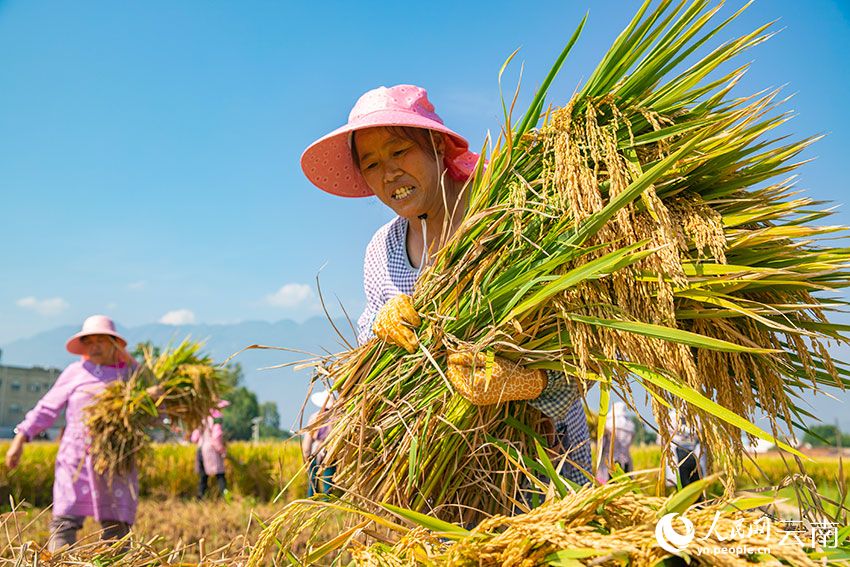 村民正在收割水稻。人民網(wǎng) 虎遵會(huì)攝