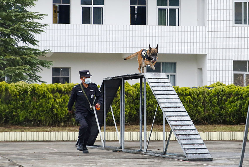 戍邊警犬訓(xùn)練現(xiàn)場(chǎng)。保山市公安局供圖