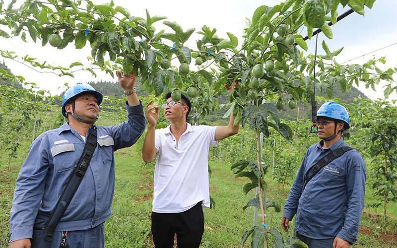 電力助力的百香果種植