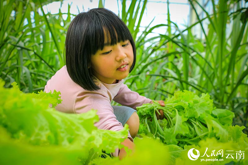 同學(xué)們自己動(dòng)手采摘蔬菜。人民網(wǎng)曾智慧攝