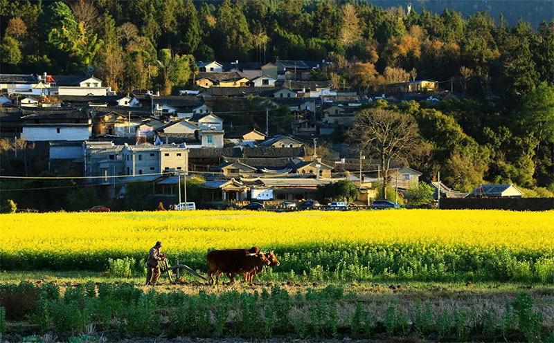 和順耕地。保山市委宣傳部供圖