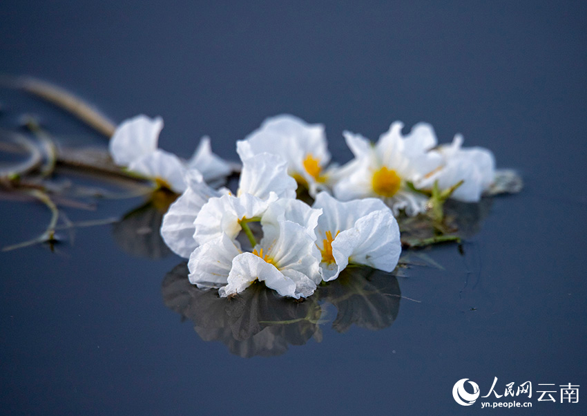 劍湖盛開的海菜花。張望星攝