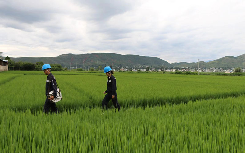 深入田間地頭，開展線路巡維。杜明彥攝