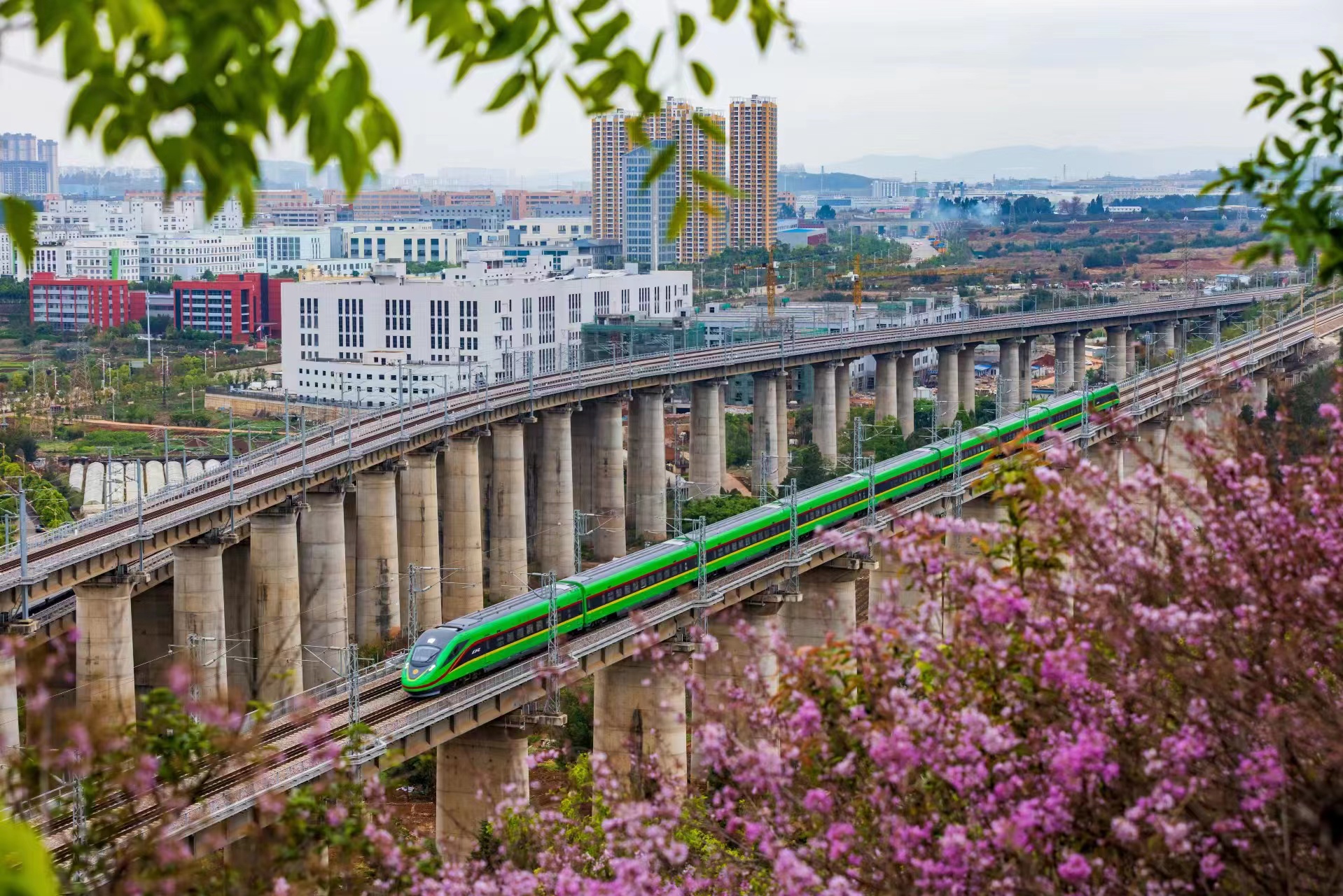 和諧號動車組行駛在中老鐵路上。中國鐵路昆明局集團有限公司供圖