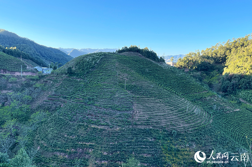 三家村的茶園。人民網(wǎng)記者 程浩攝