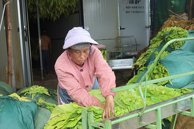 因遠(yuǎn)鎮(zhèn)村民正在使用“銀梳子”