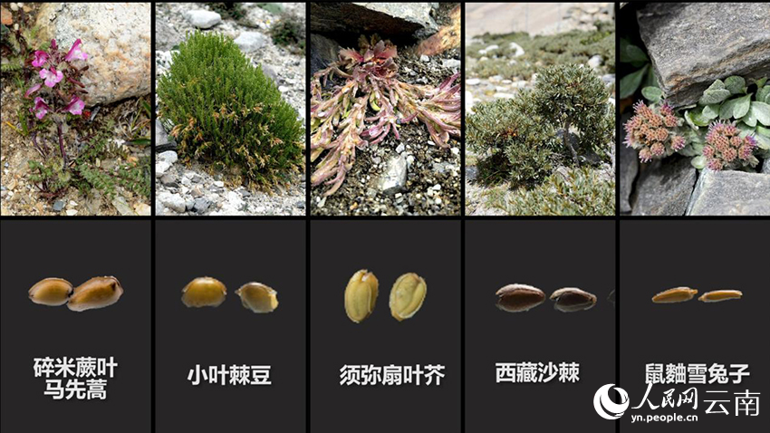 5五種珠峰植物和它們的種子。視頻截圖