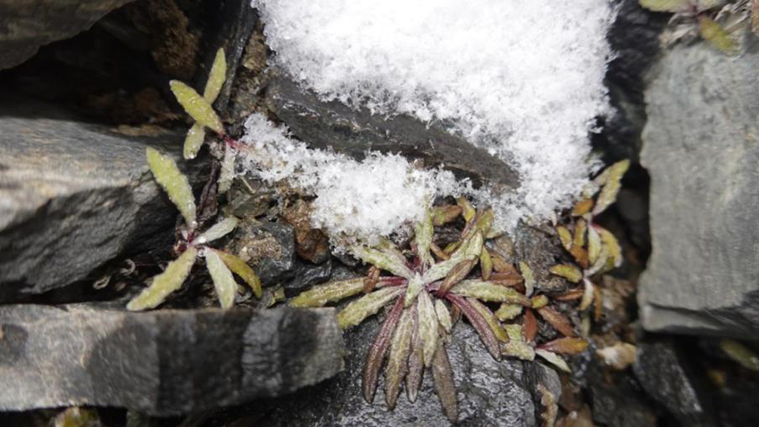 8被冰雪覆蓋的鼠麴雪兔子。中國科學(xué)院昆明植物研究所供圖