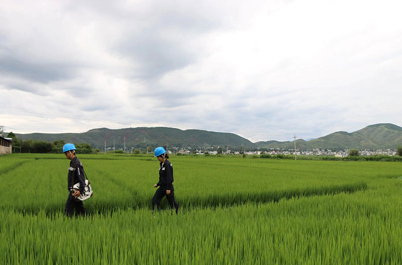 深入田間地頭，開展線路巡維。杜明彥攝