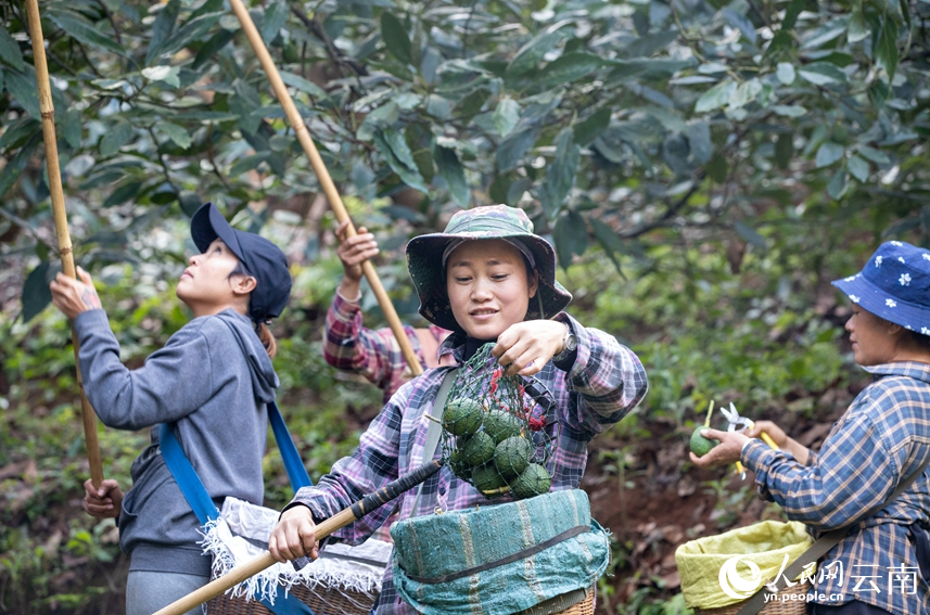 村民正在采摘牛油果。人民網(wǎng) 虎遵會(huì)攝