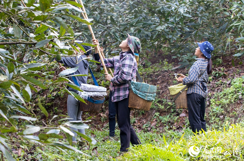 村民正在采摘牛油果。人民網(wǎng) 虎遵會(huì)攝