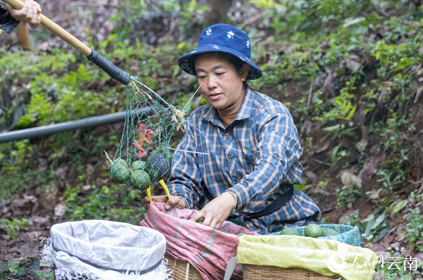 村民正在采收牛油果。人民網(wǎng) 虎遵會(huì)攝