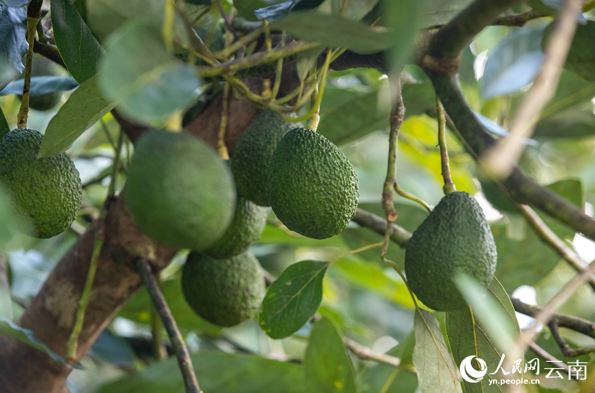 孟連牛油果。人民網(wǎng) 虎遵會攝