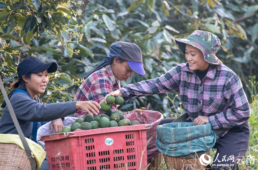 村民正在采收牛油果。人民網(wǎng) 虎遵會(huì)攝