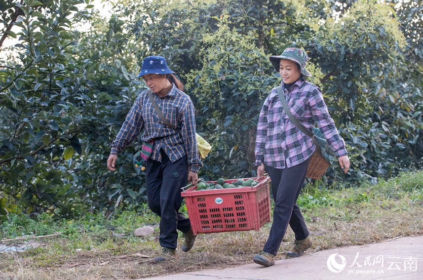 村民正在采收牛油果。人民網(wǎng) 虎遵會(huì)攝