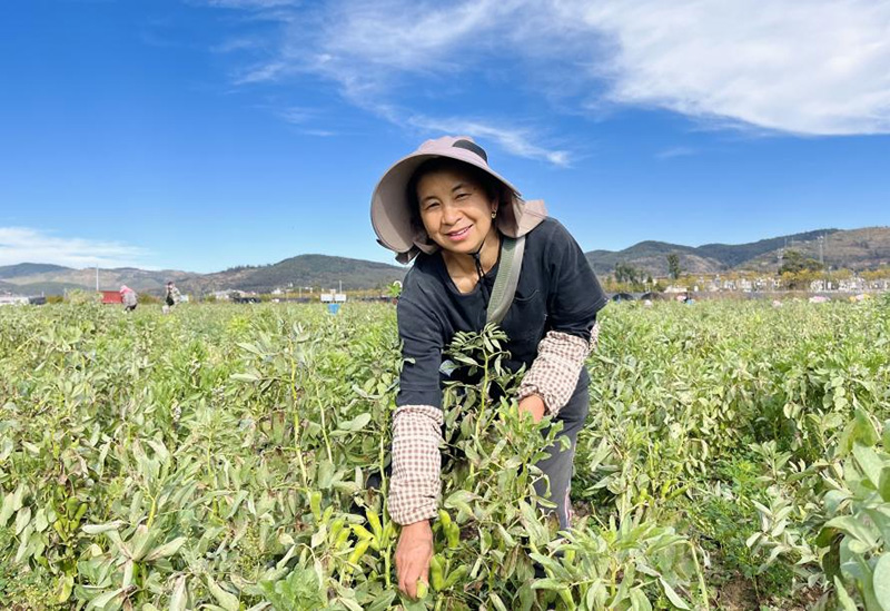 澄江市右所鎮(zhèn)村民采收蠶豆忙。