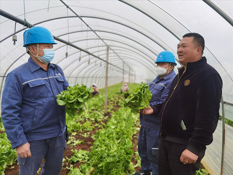 保障蔬菜種植用電，春節(jié)“菜籃子”鮮又甜！阮松萍攝