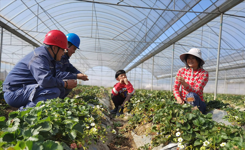 2月10日，南方電網(wǎng)云南曲靖馬龍供電局工作人員到草莓種植基地進(jìn)行走訪，了解客戶用電需求。（阮松萍攝）