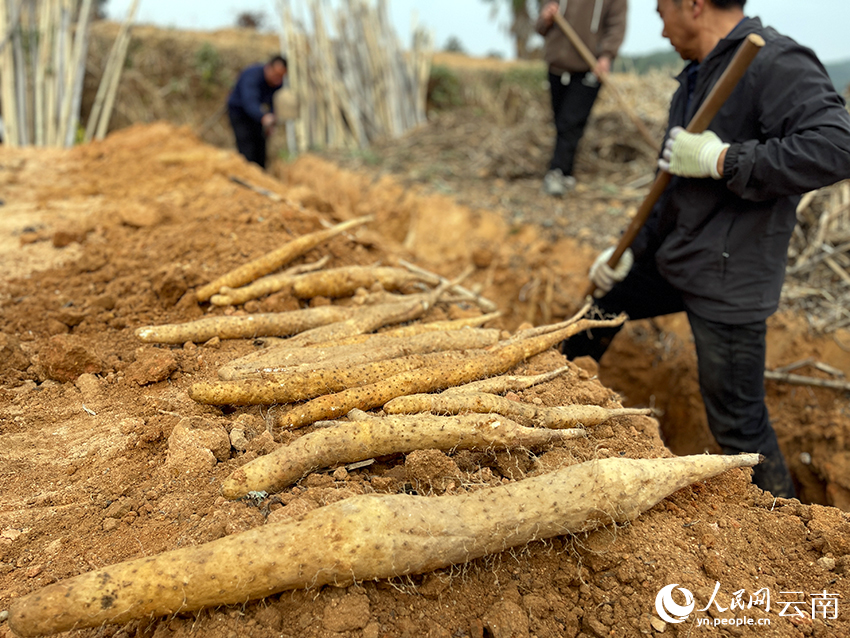 挖出的山藥。人民網(wǎng)記者 程浩攝