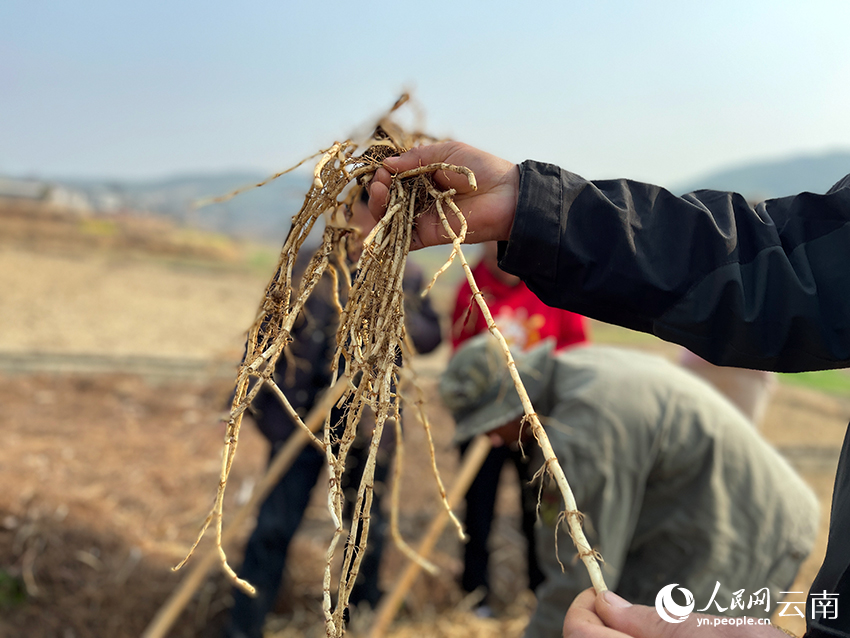 村民們挖出的魚腥草。人民網(wǎng)記者 程浩攝