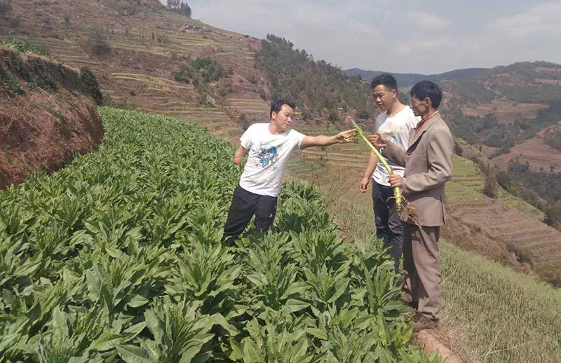 周自靈（左）正在教種植戶采收貢菜。受訪者供圖