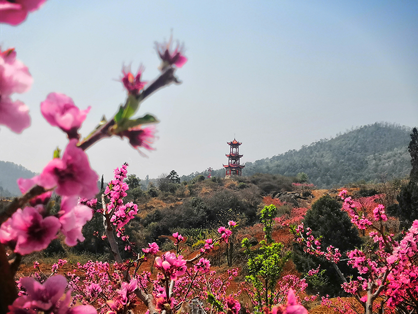 “滇中桃源”桃花開。祿豐市融媒體中心供圖